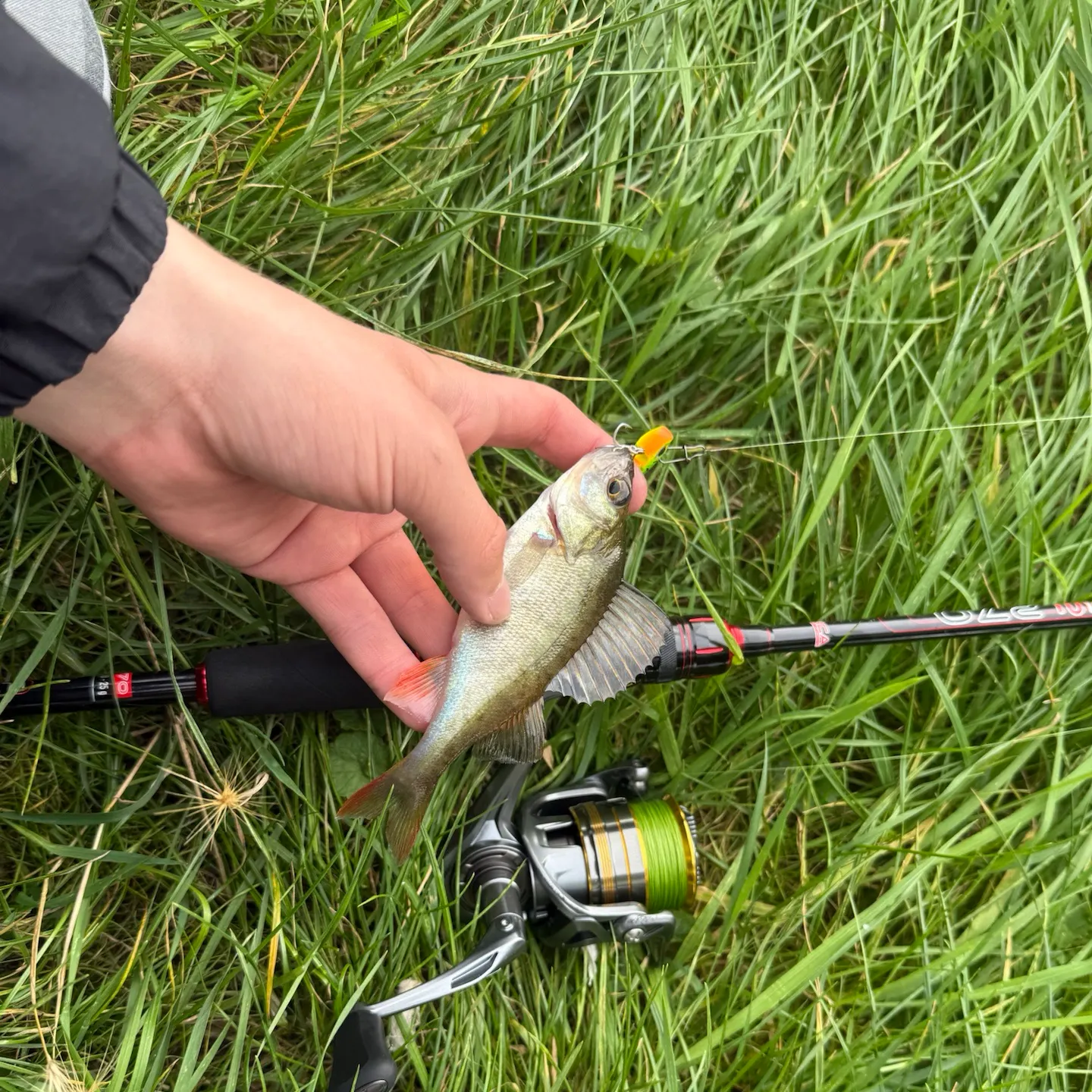 European perch caught on Fishbrain