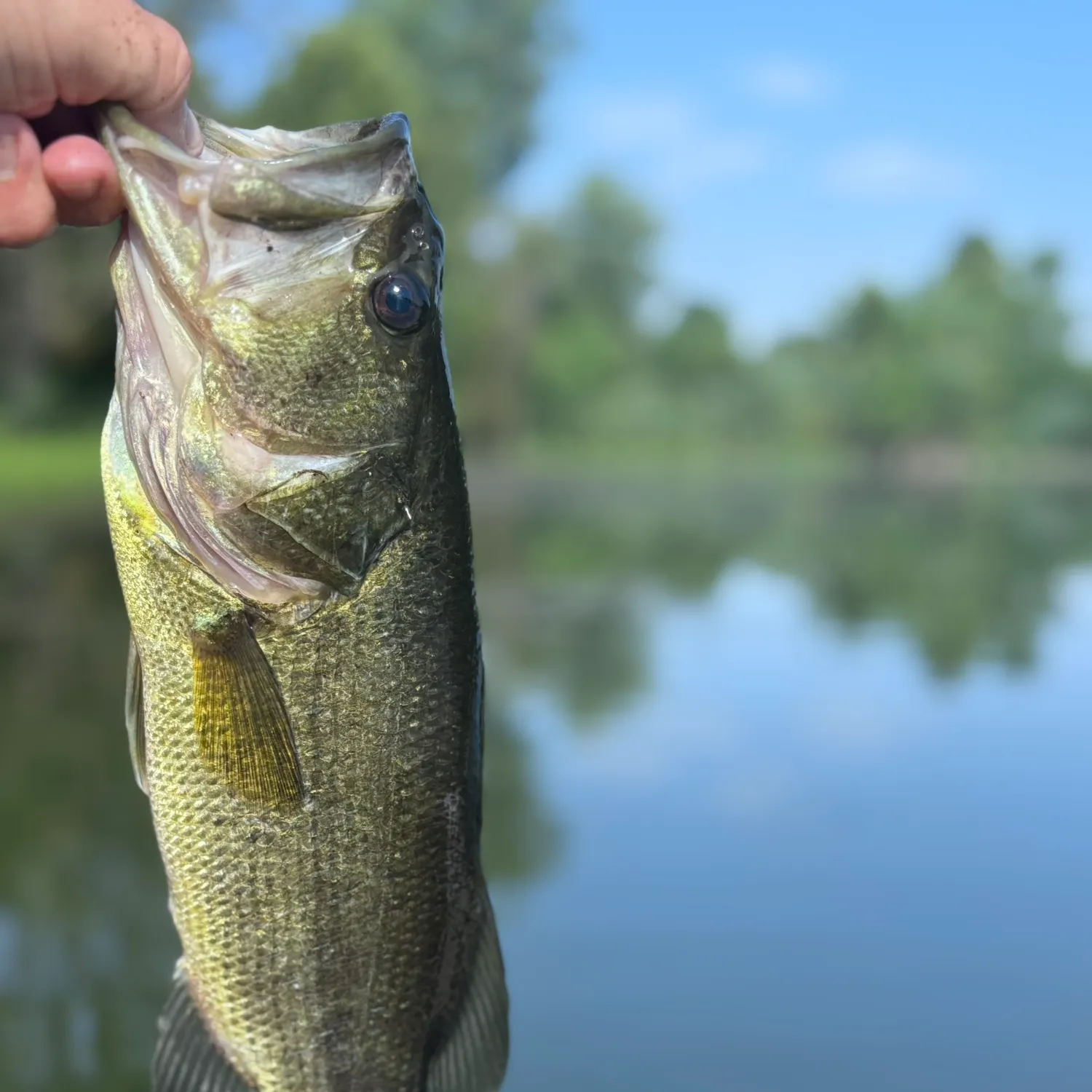 Fishing in St. Louis, MO (United States) ➡️️️️ Find