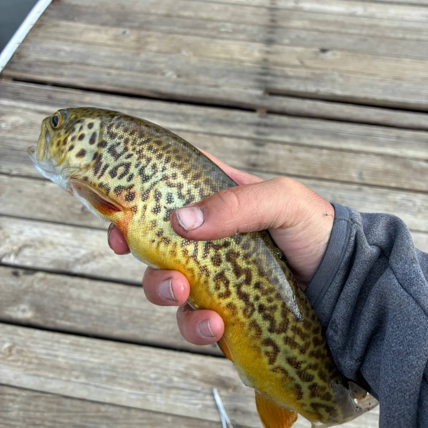 Tiger trout caught on Fishbrain