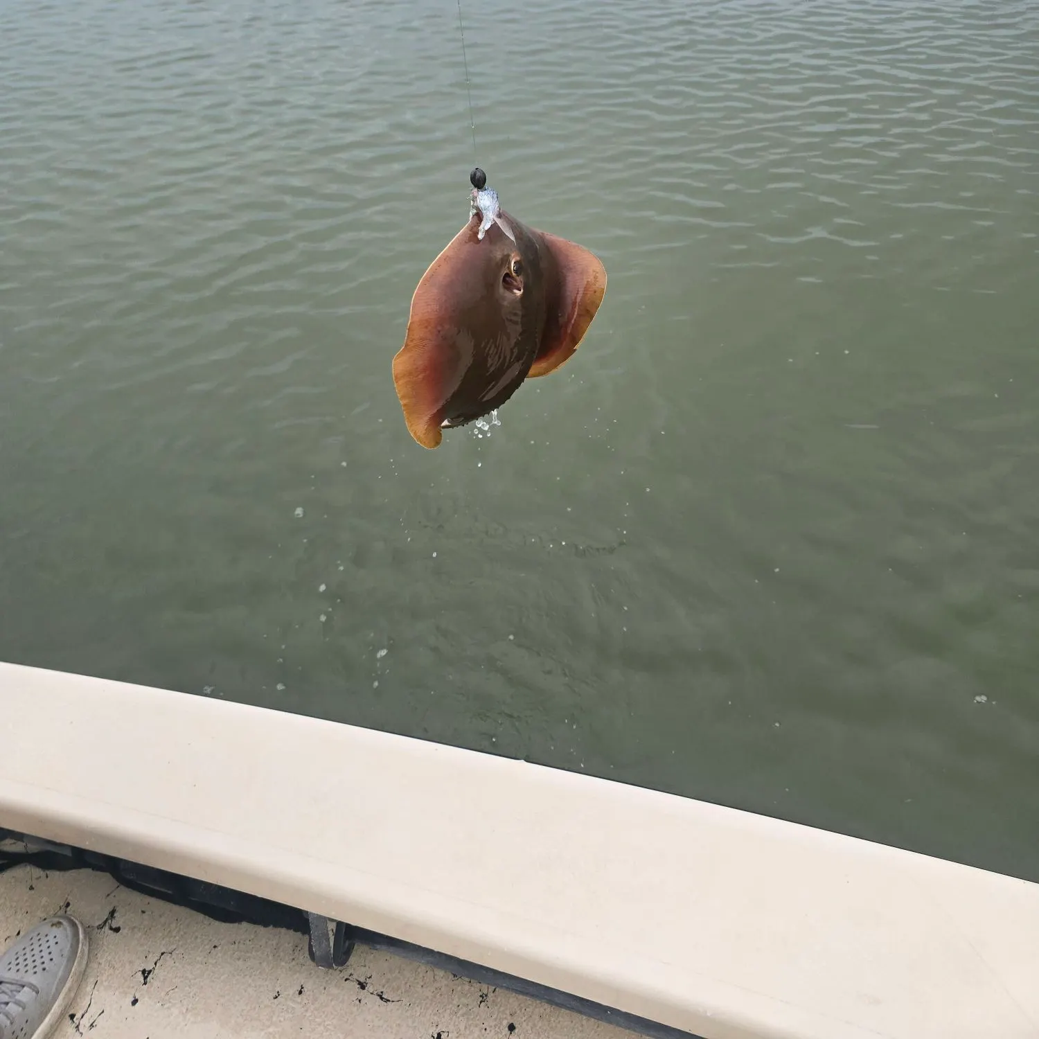 Atlantic stingray caught on Fishbrain