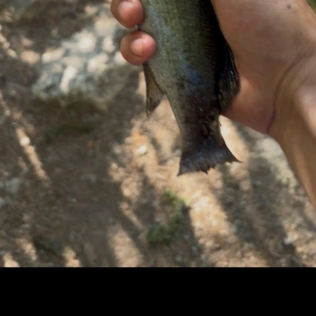 Fish caught on Fishbrain