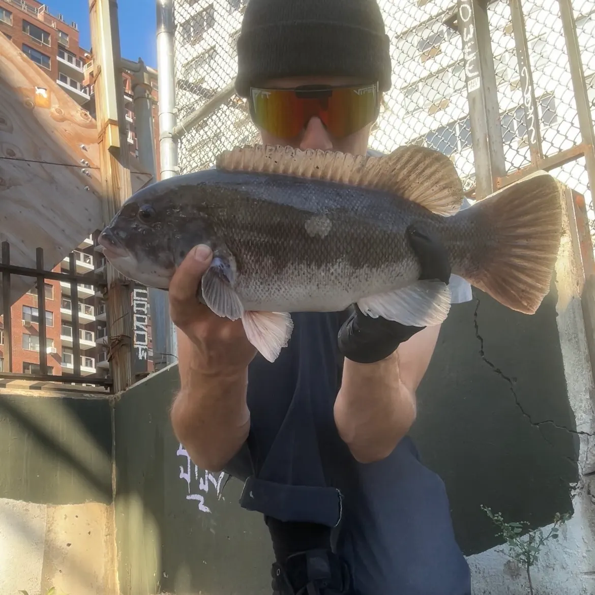 Tautog caught on Fishbrain