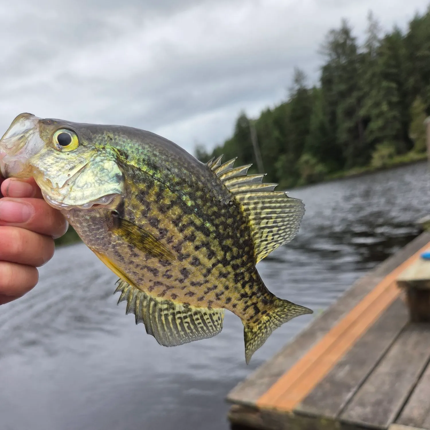 Black crappie caught on Fishbrain