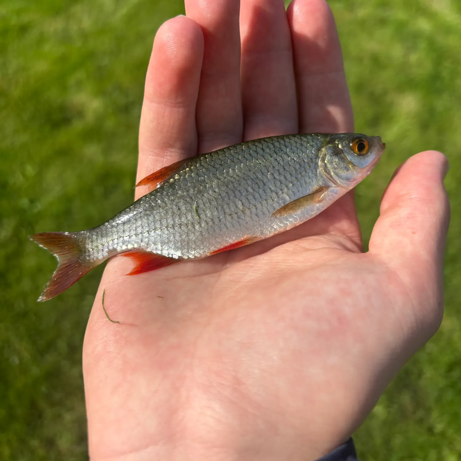 Common roach caught on Fishbrain