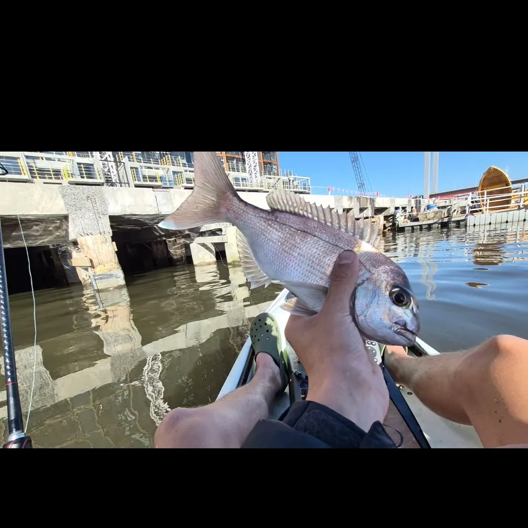 Fish caught on Fishbrain