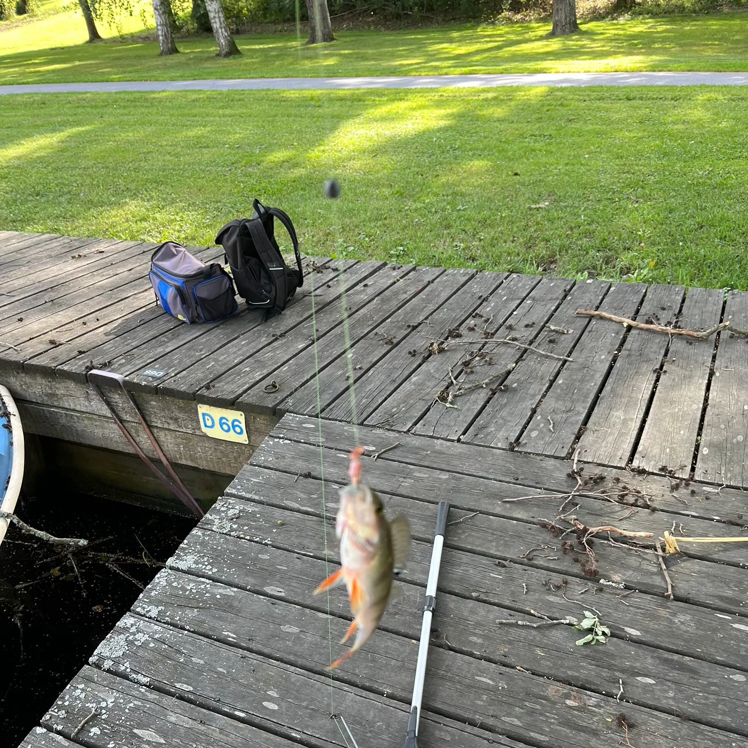 recently logged catches