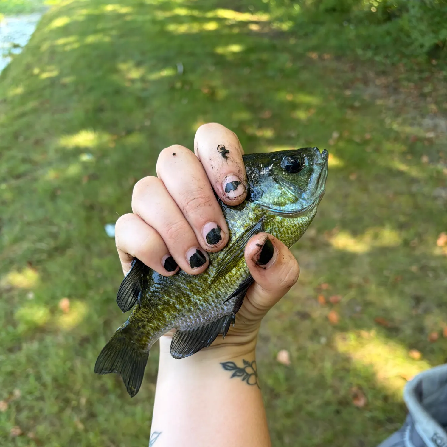 Greengill hybrid caught on Fishbrain