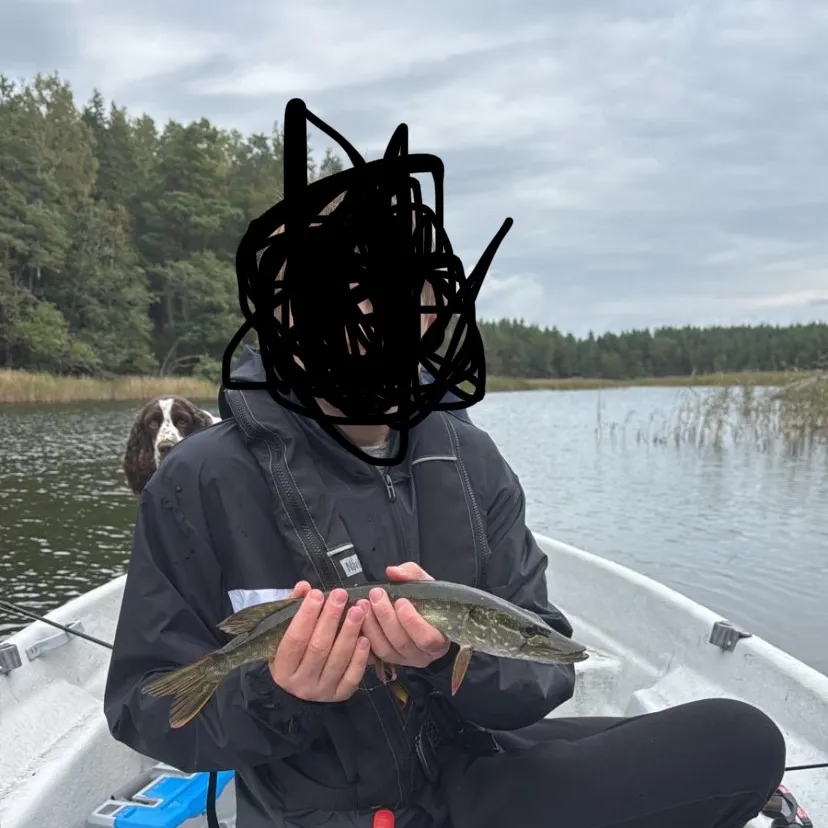 Northern pike caught on Fishbrain