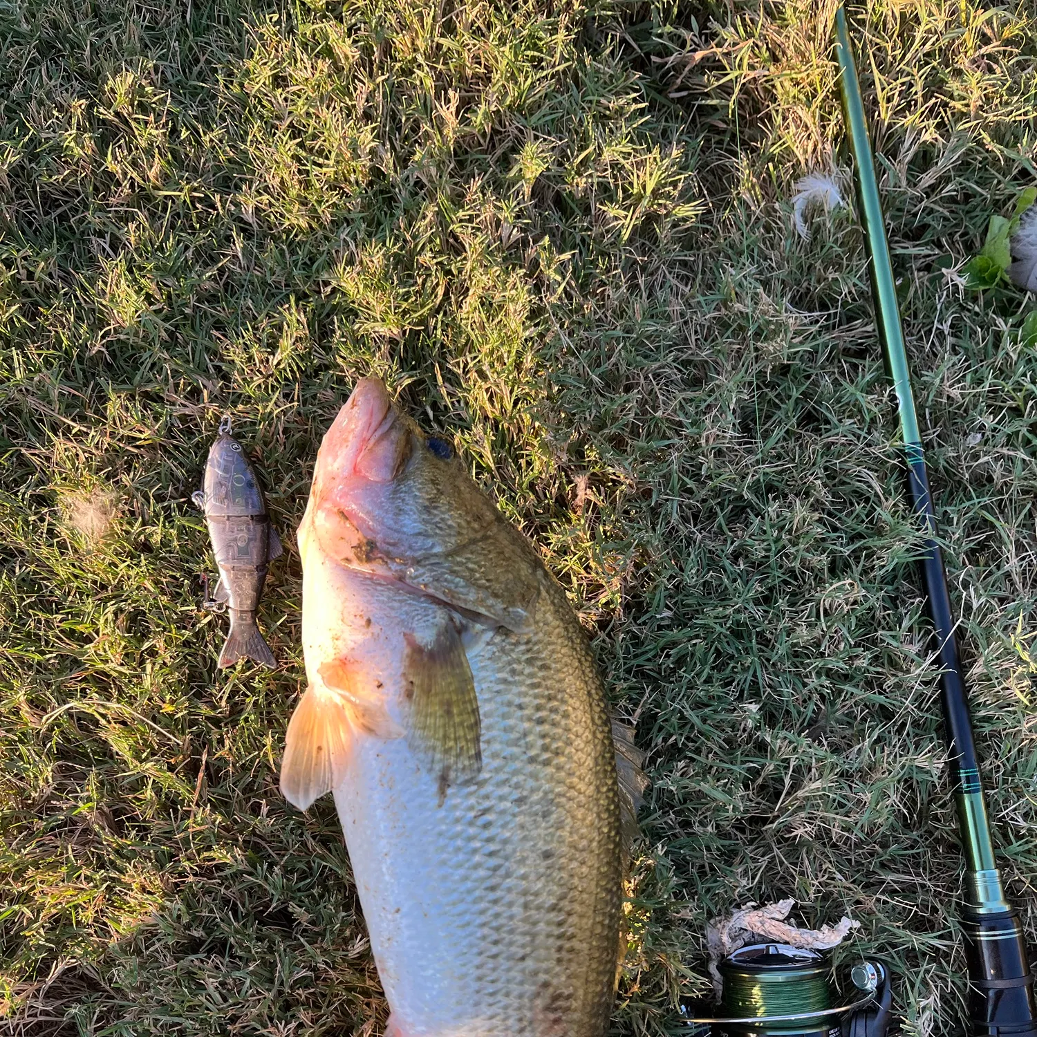 Largemouth bass caught on Fishbrain