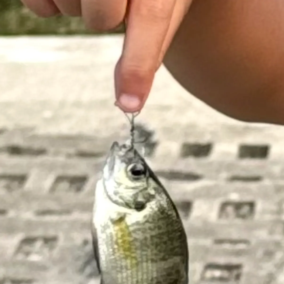 Bluegill caught on Fishbrain