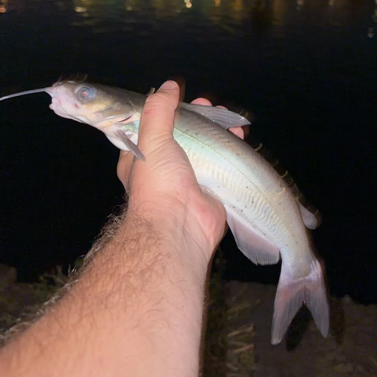 Channel catfish caught on Fishbrain