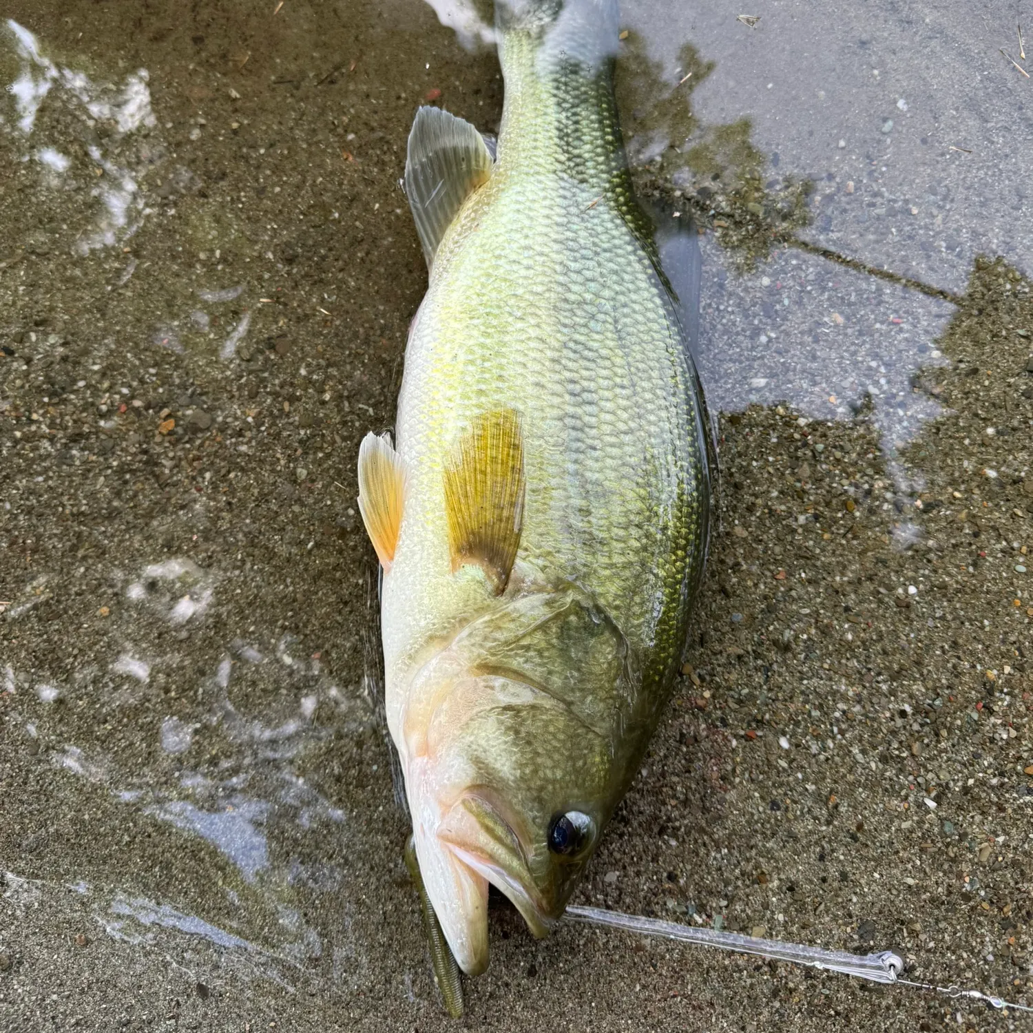 Largemouth bass caught on Fishbrain
