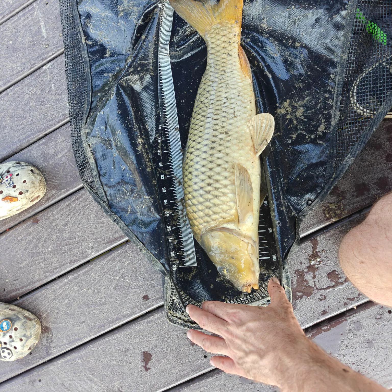Common carp caught on Fishbrain