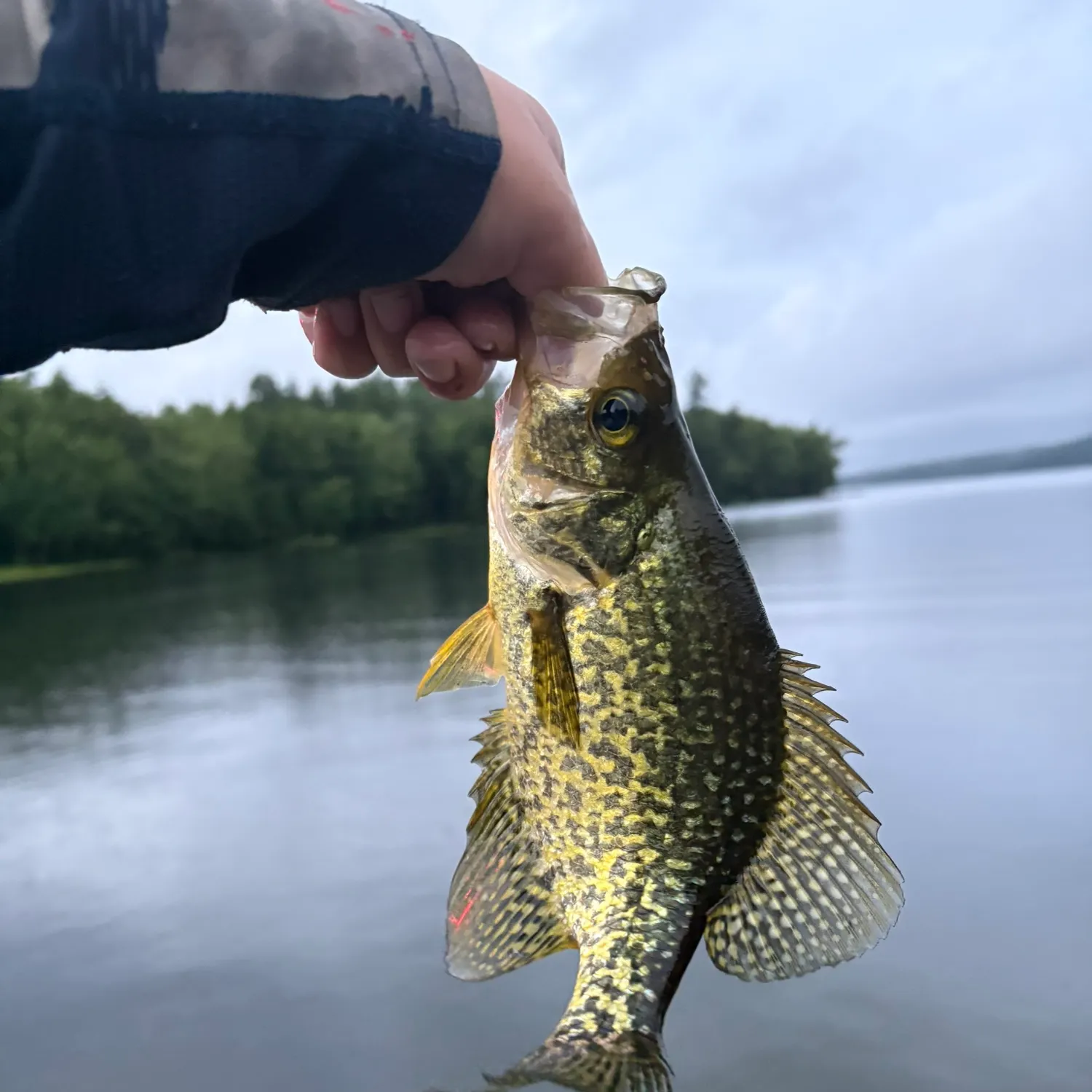 Black crappie caught on Fishbrain