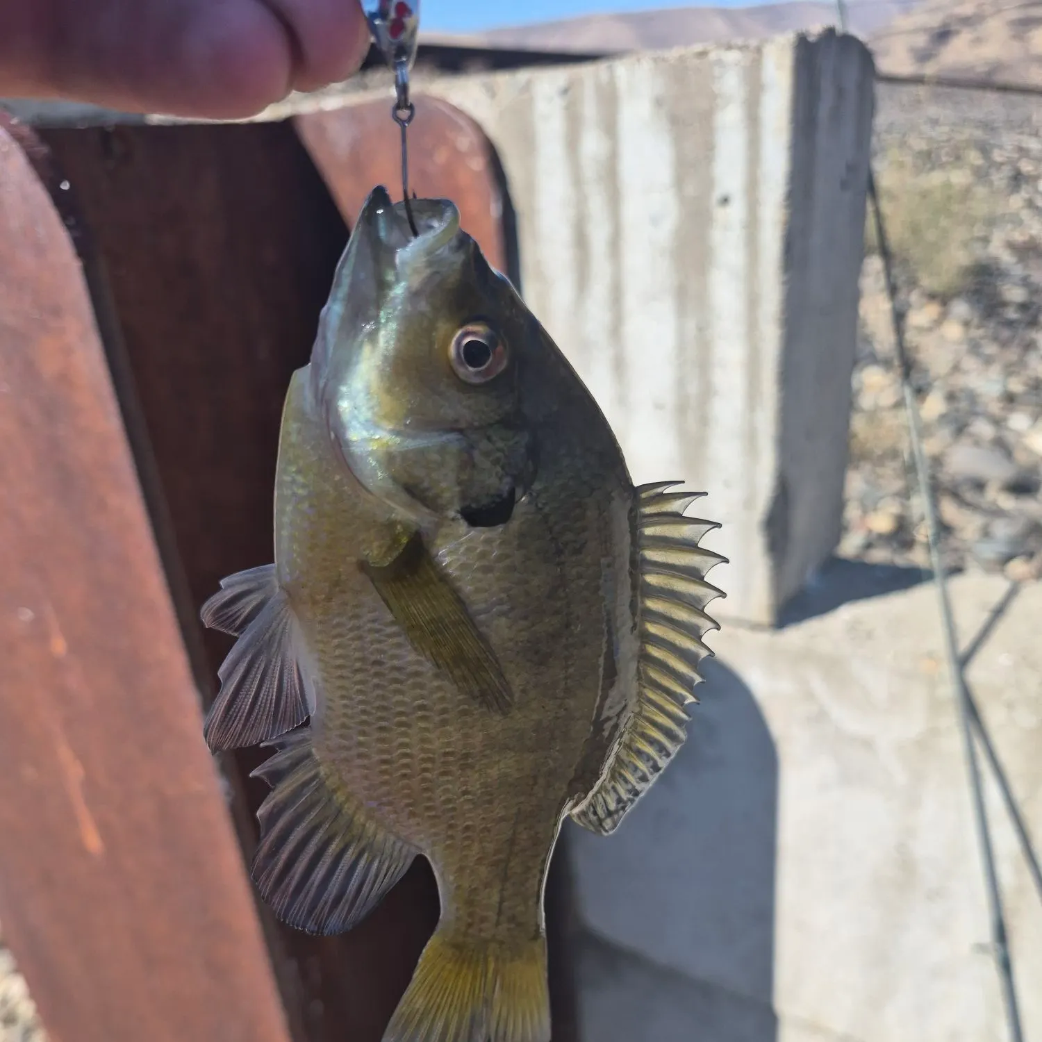Bluegill caught on Fishbrain