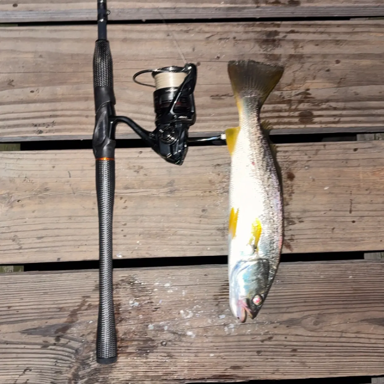 Gray weakfish caught on Fishbrain