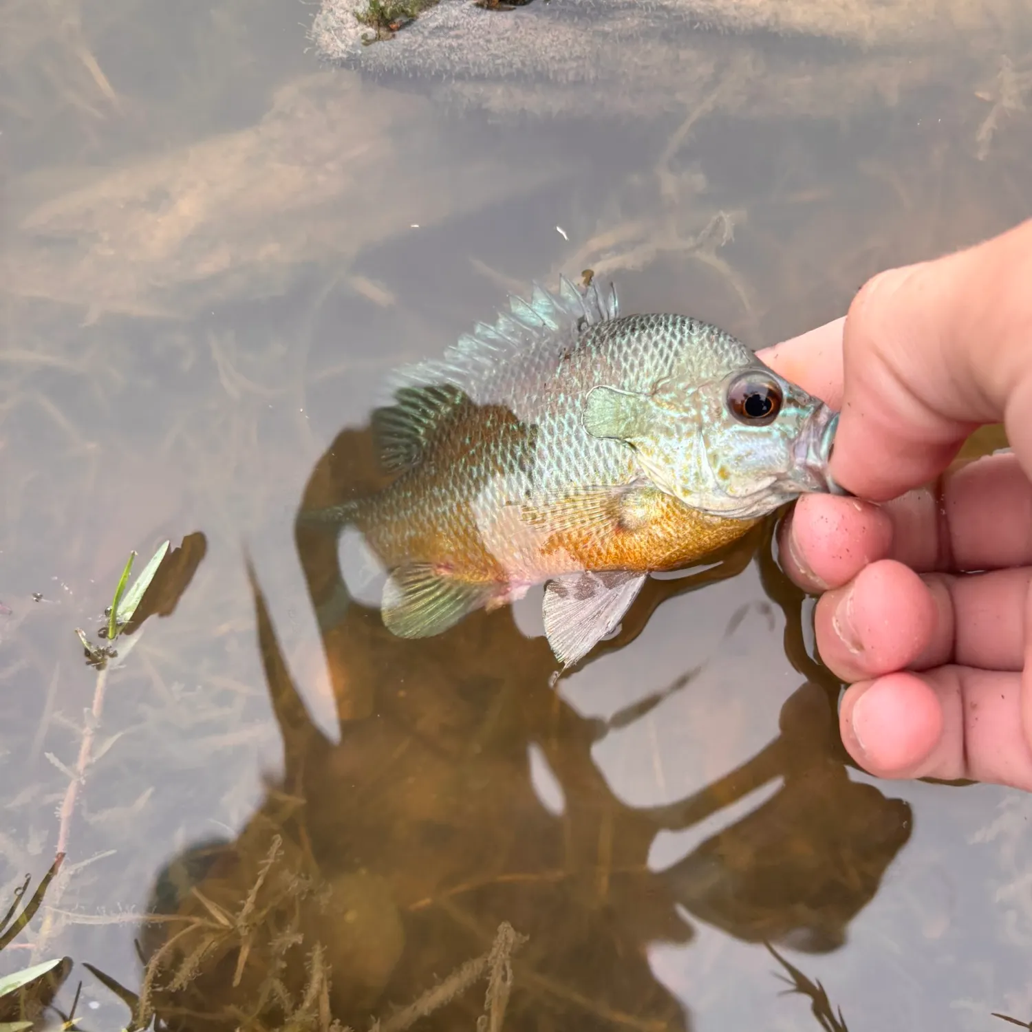 Plains longear sunfish caught on Fishbrain