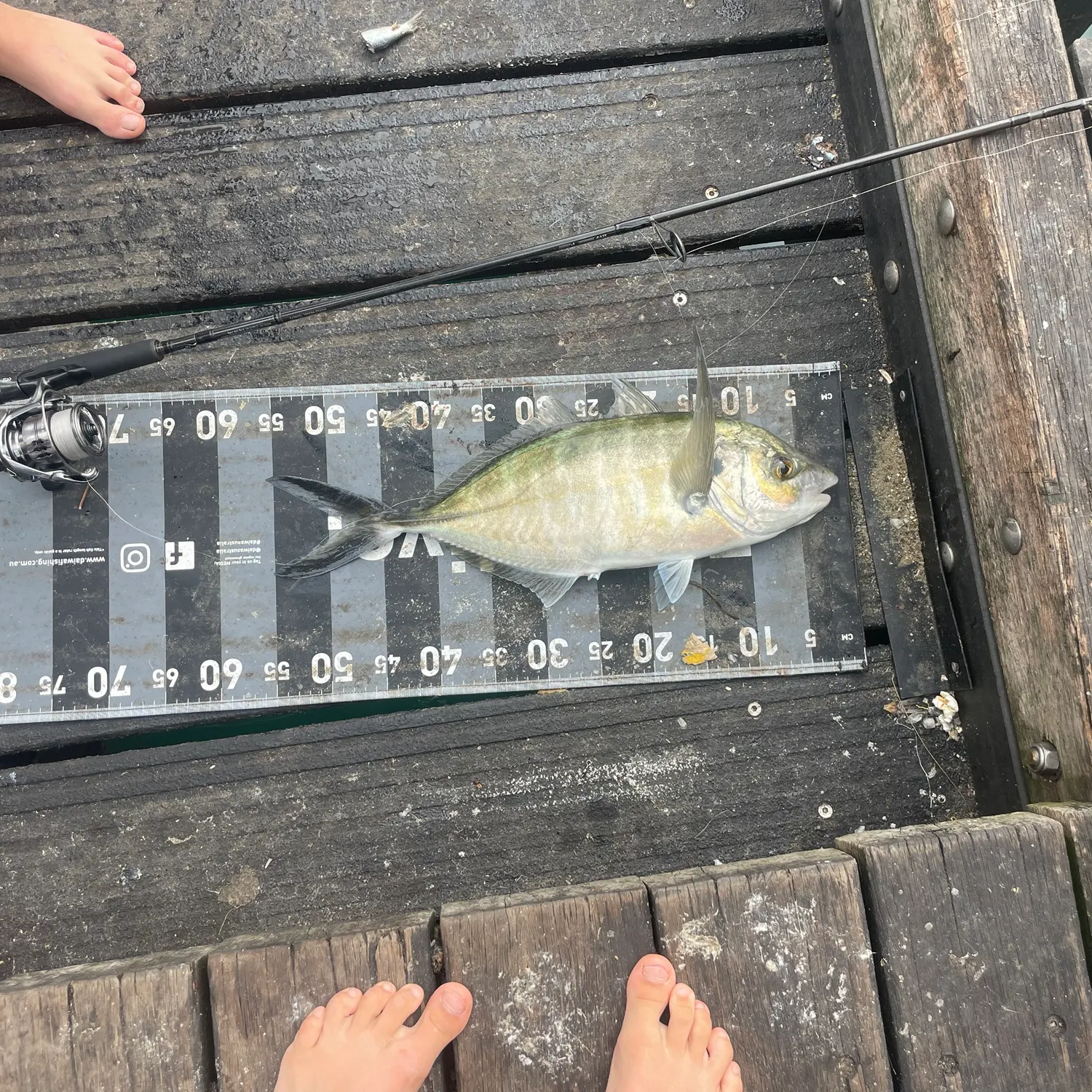 The most recent White trevally catches on Fishbrain