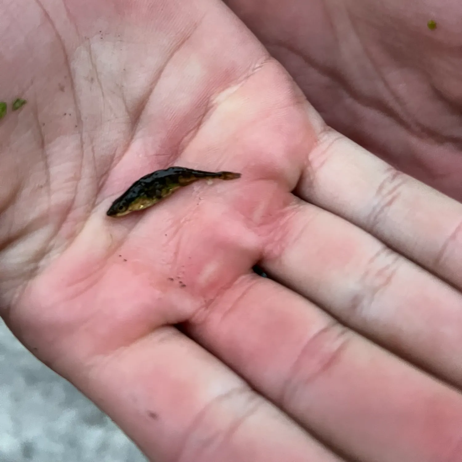 The most recent Brook stickleback catches on Fishbrain