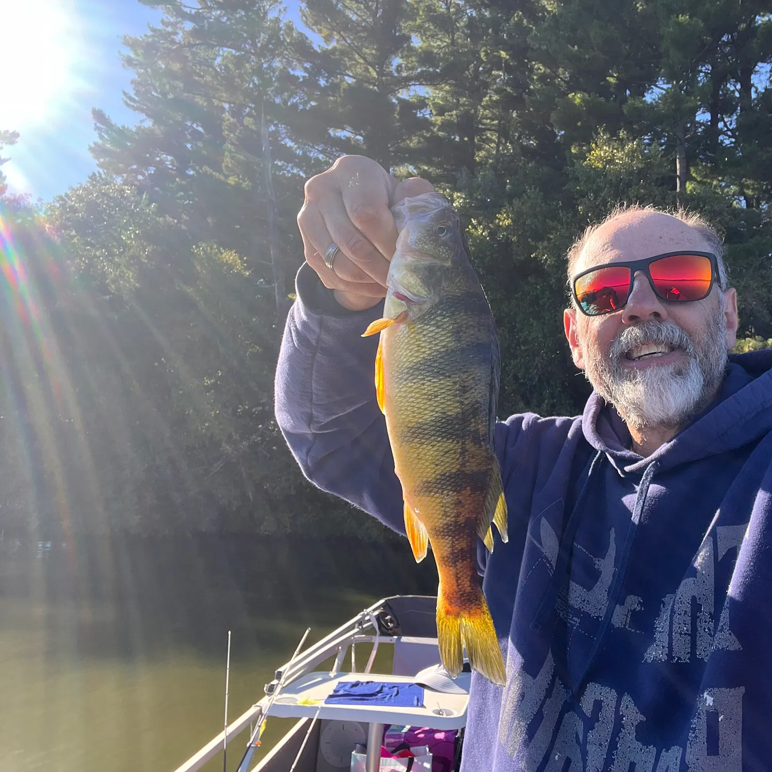 Yellow perch caught on Fishbrain