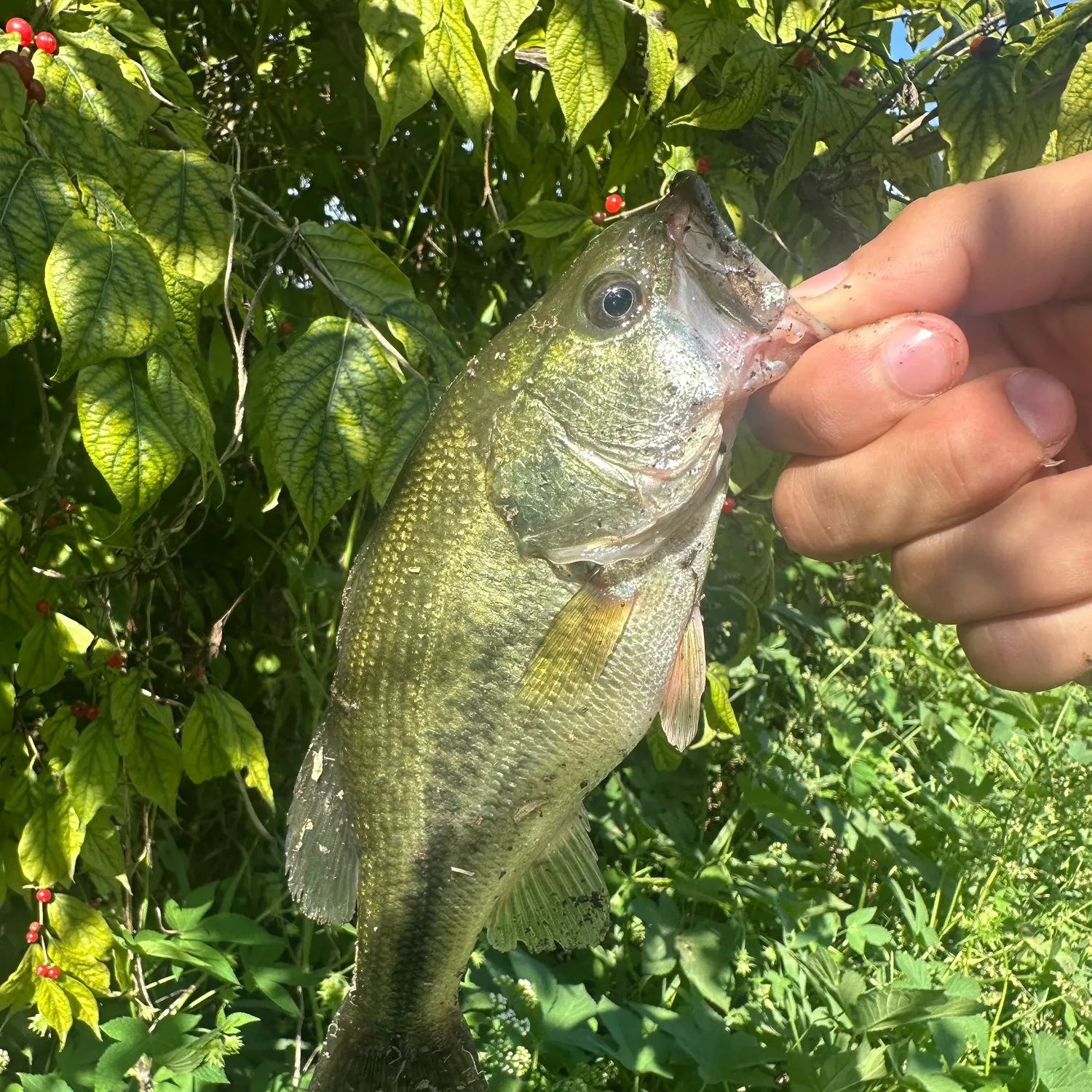 Largemouth bass caught on Fishbrain