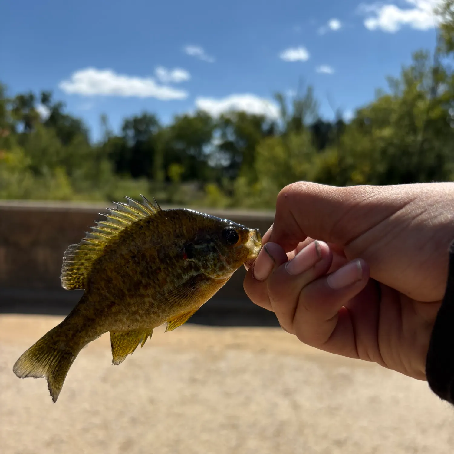 Redear sunfish caught on Fishbrain