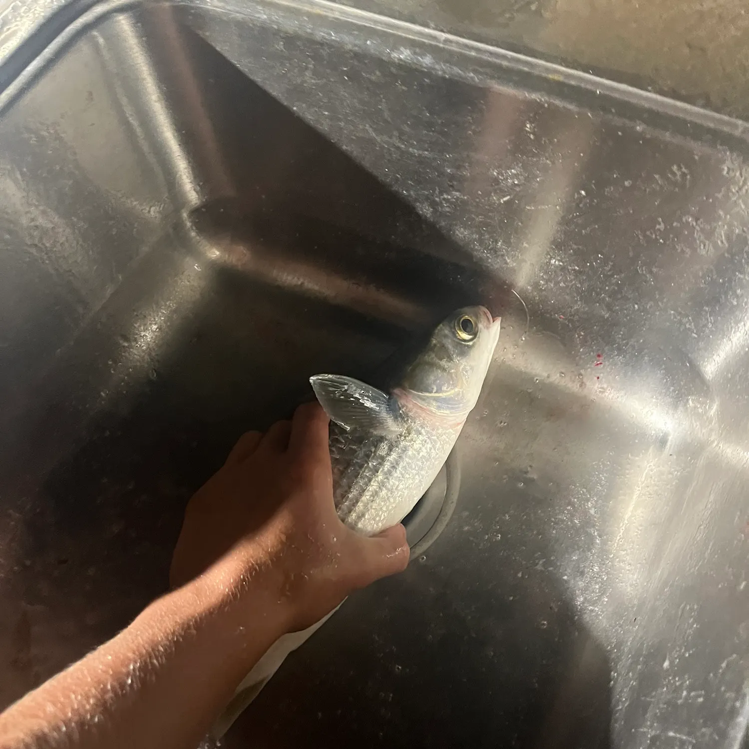 The most recent Striped mullet catches on Fishbrain