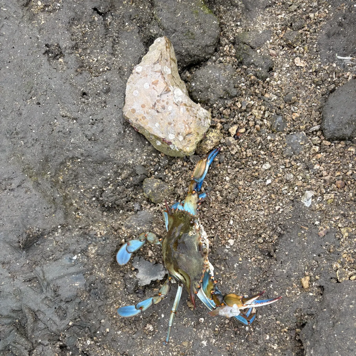 The most recent Giant mud crab catches on Fishbrain