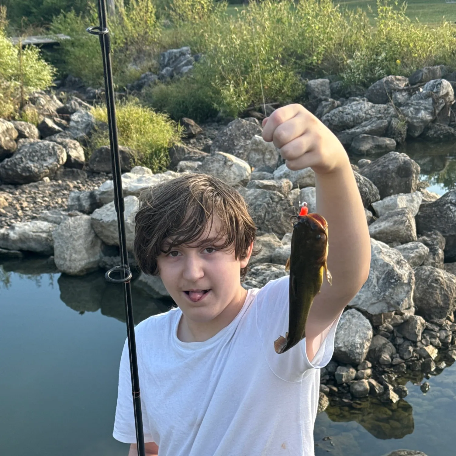 Channel catfish caught on Fishbrain