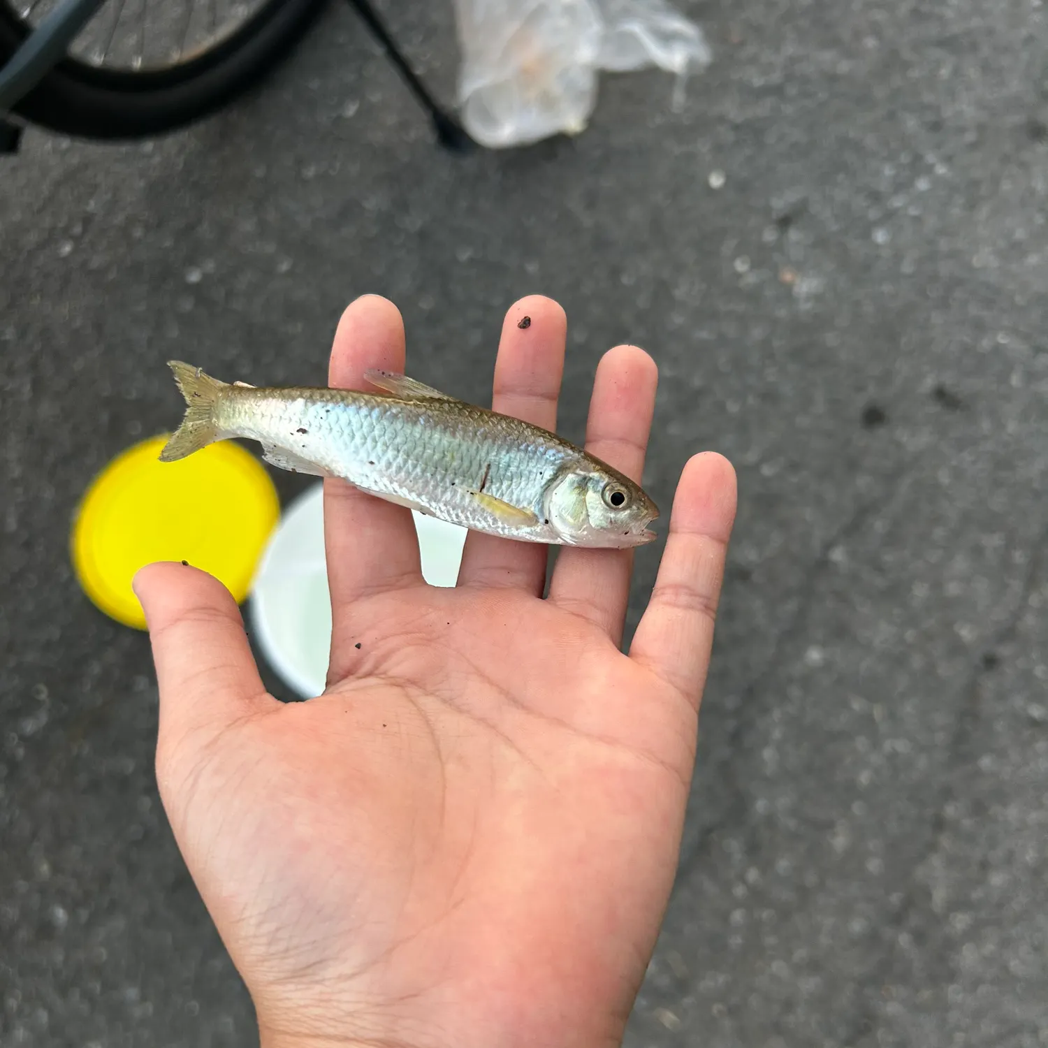 Common shiner caught on Fishbrain