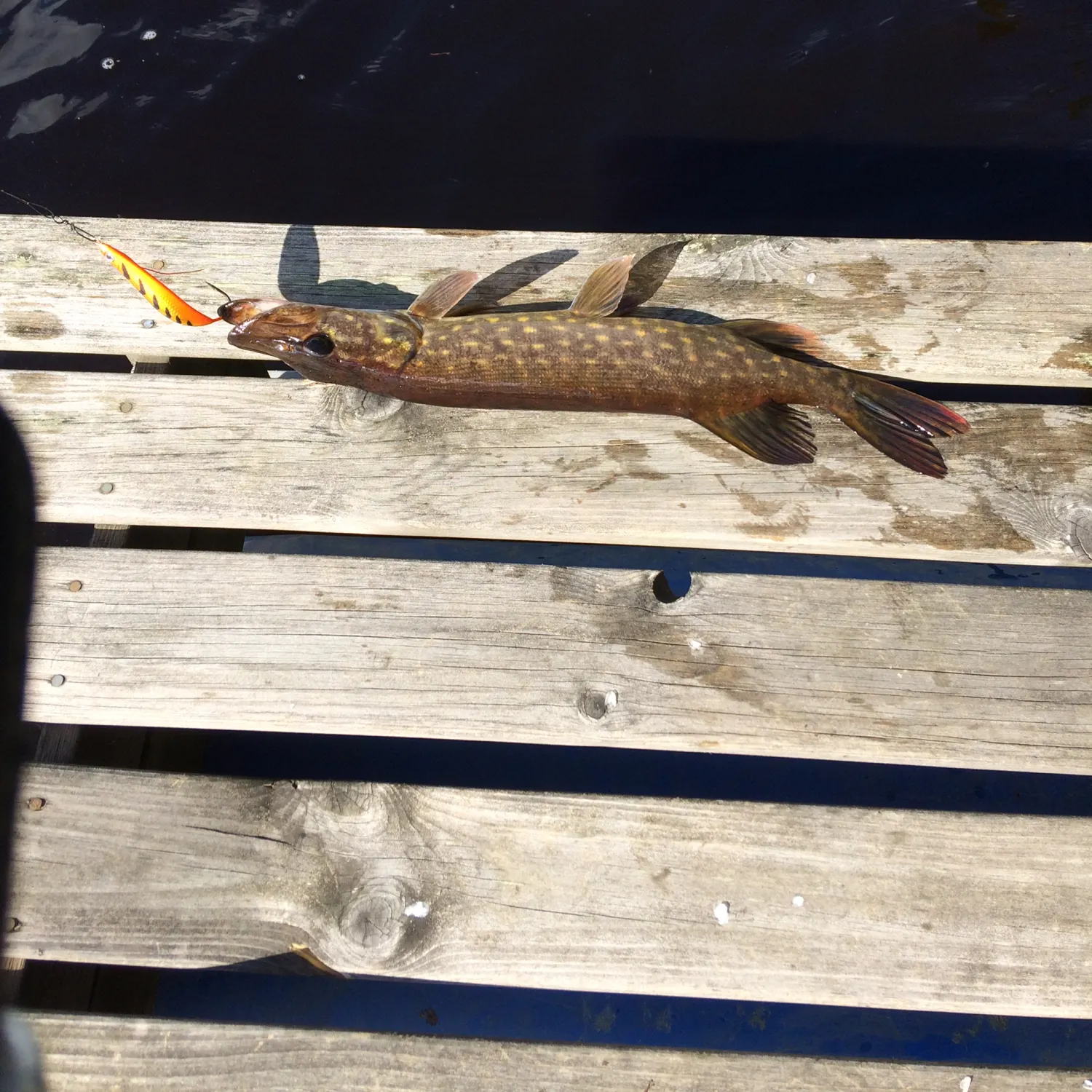 recently logged catches