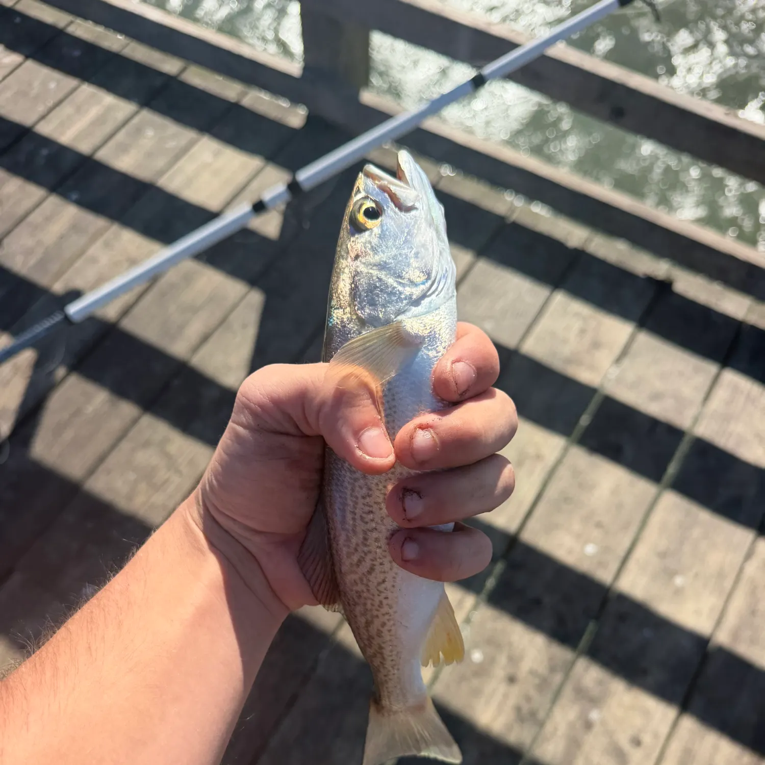 The most recent Gray weakfish catches on Fishbrain
