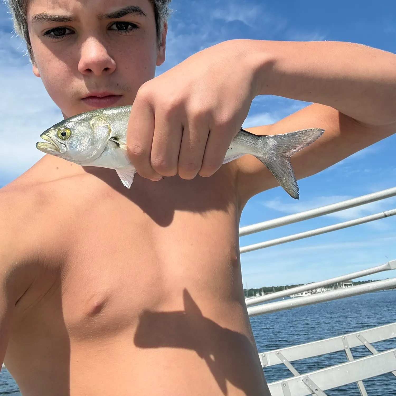 Bluefish caught on Fishbrain
