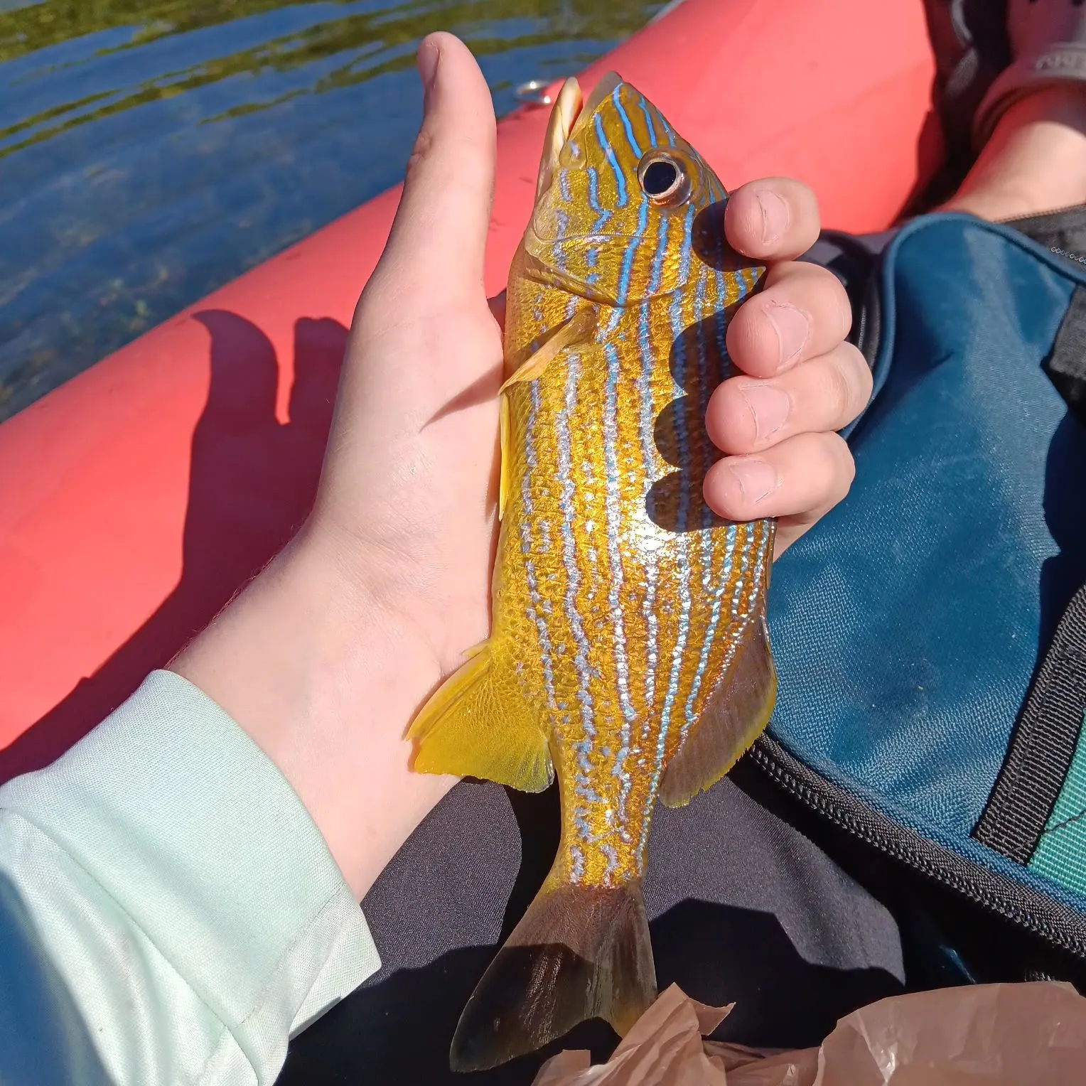 The most recent Oriental sweetlips catches on Fishbrain