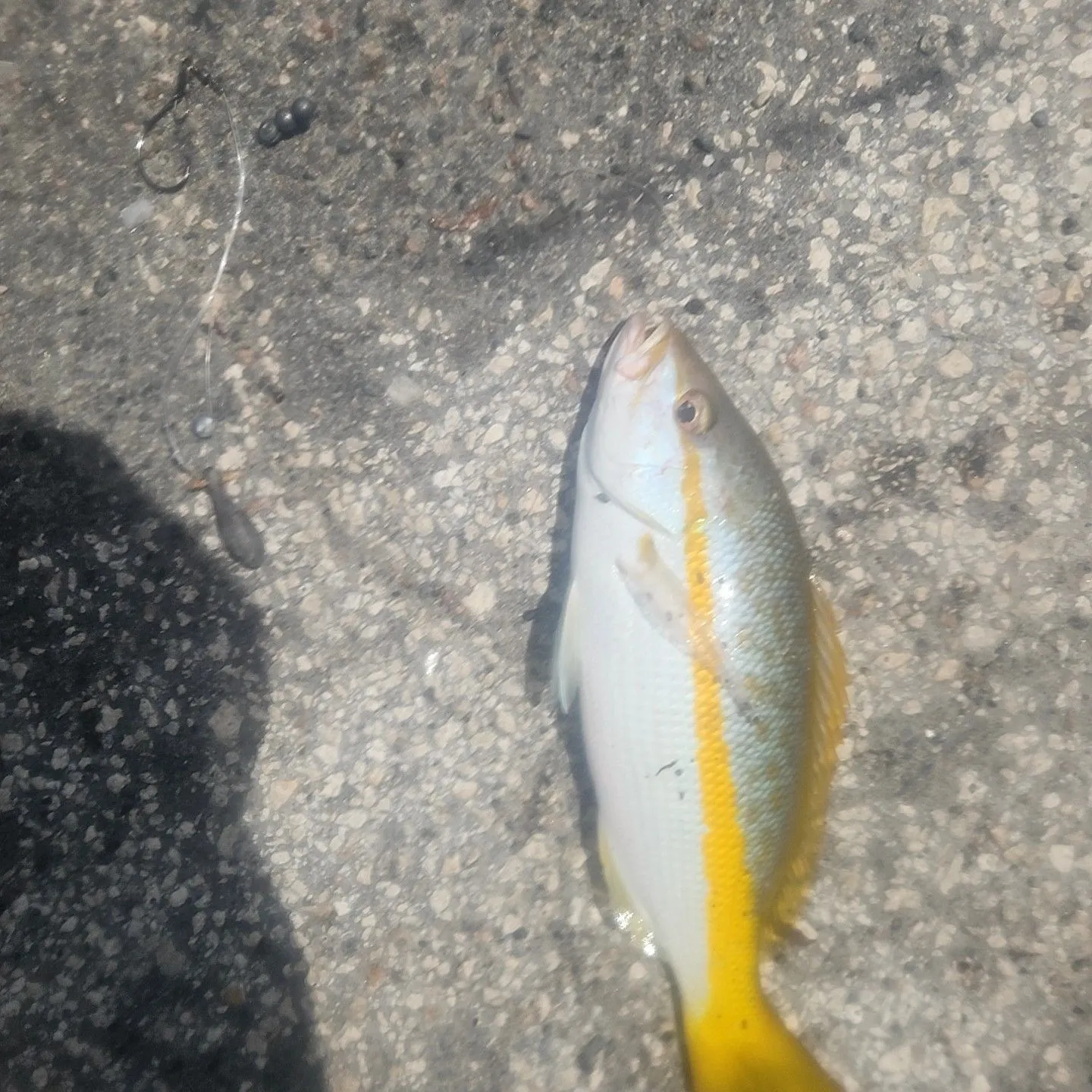 Yellowtail snapper caught on Fishbrain