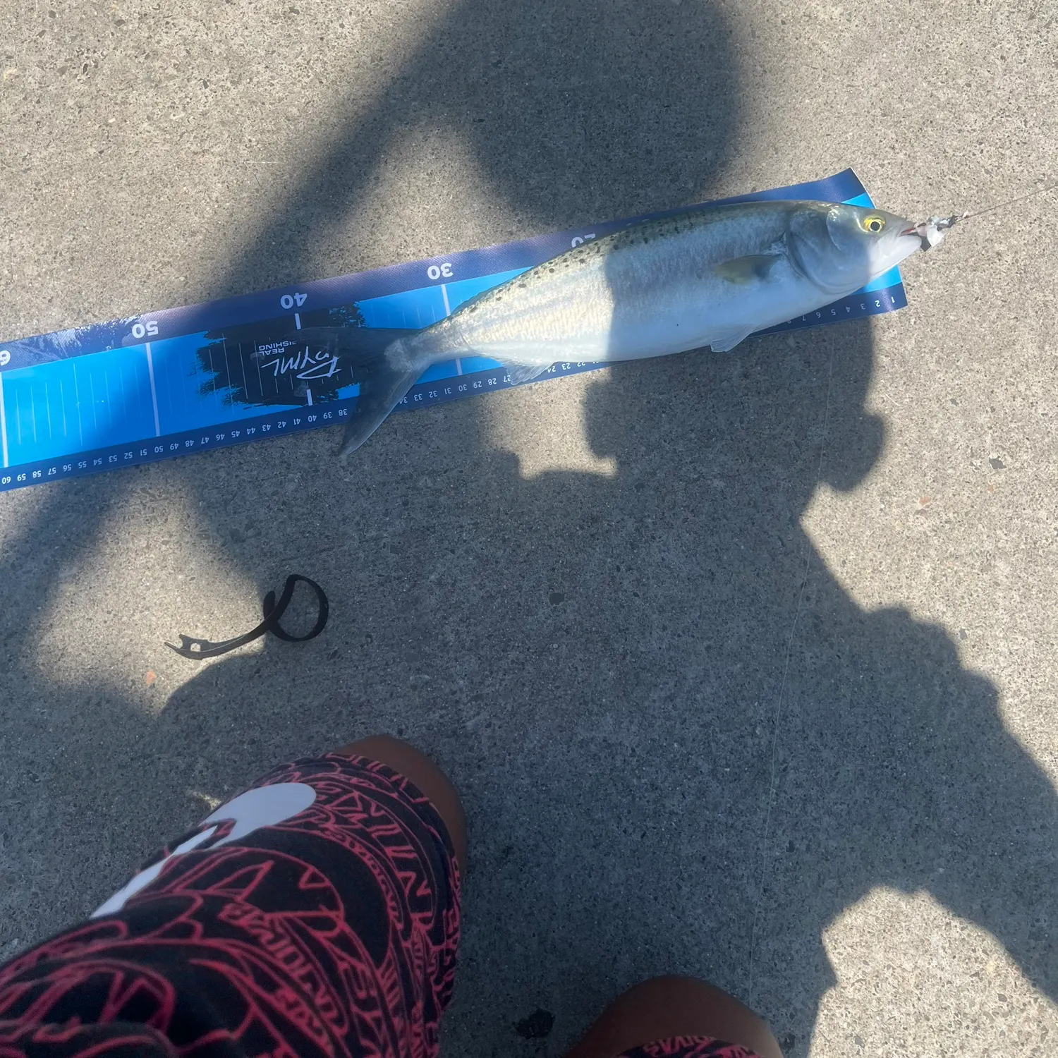 The most recent Eastern Australian salmon catches on Fishbrain