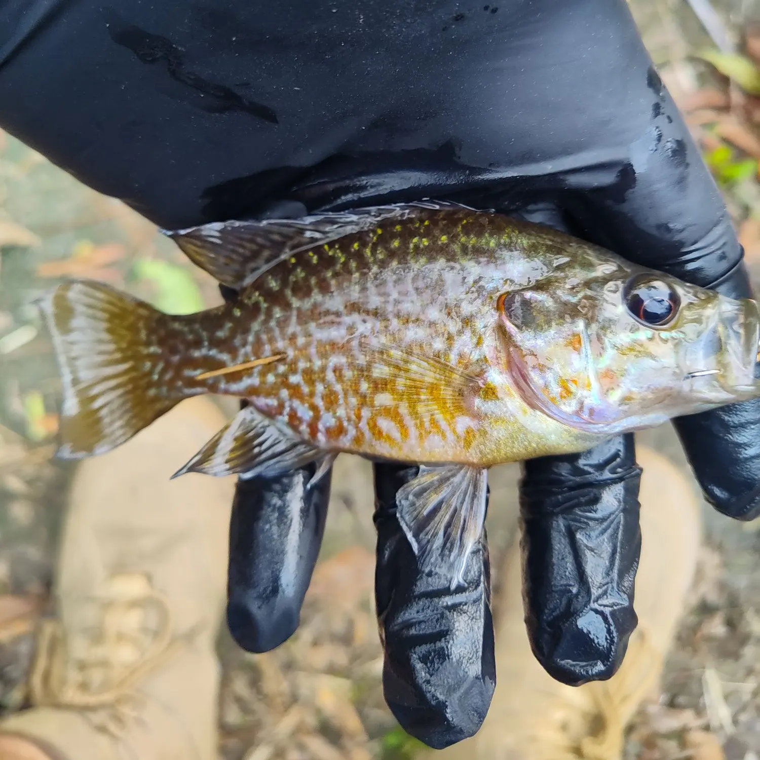 The most recent Warmouth x green sunfish catches on Fishbrain