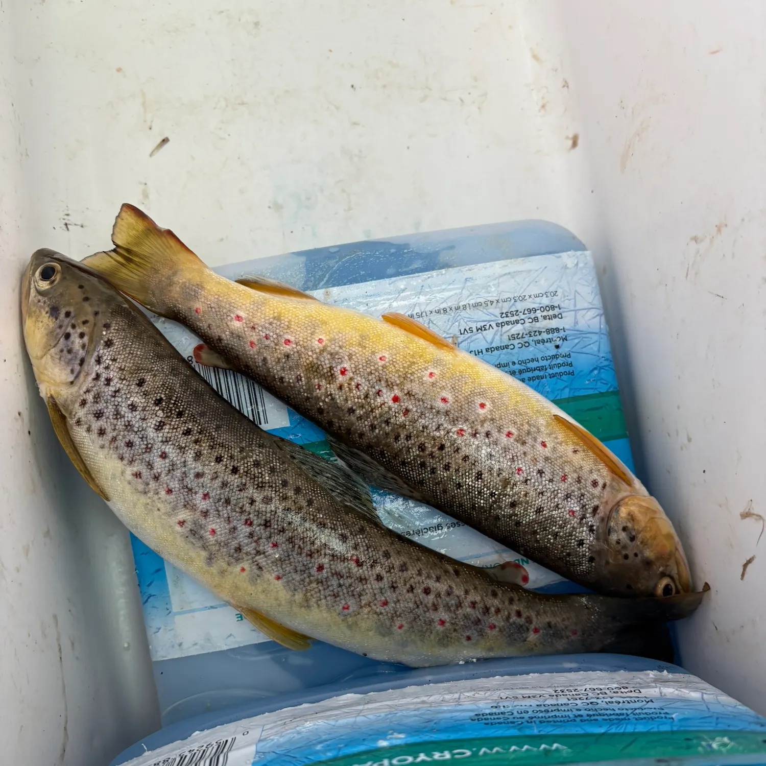 recently logged catches