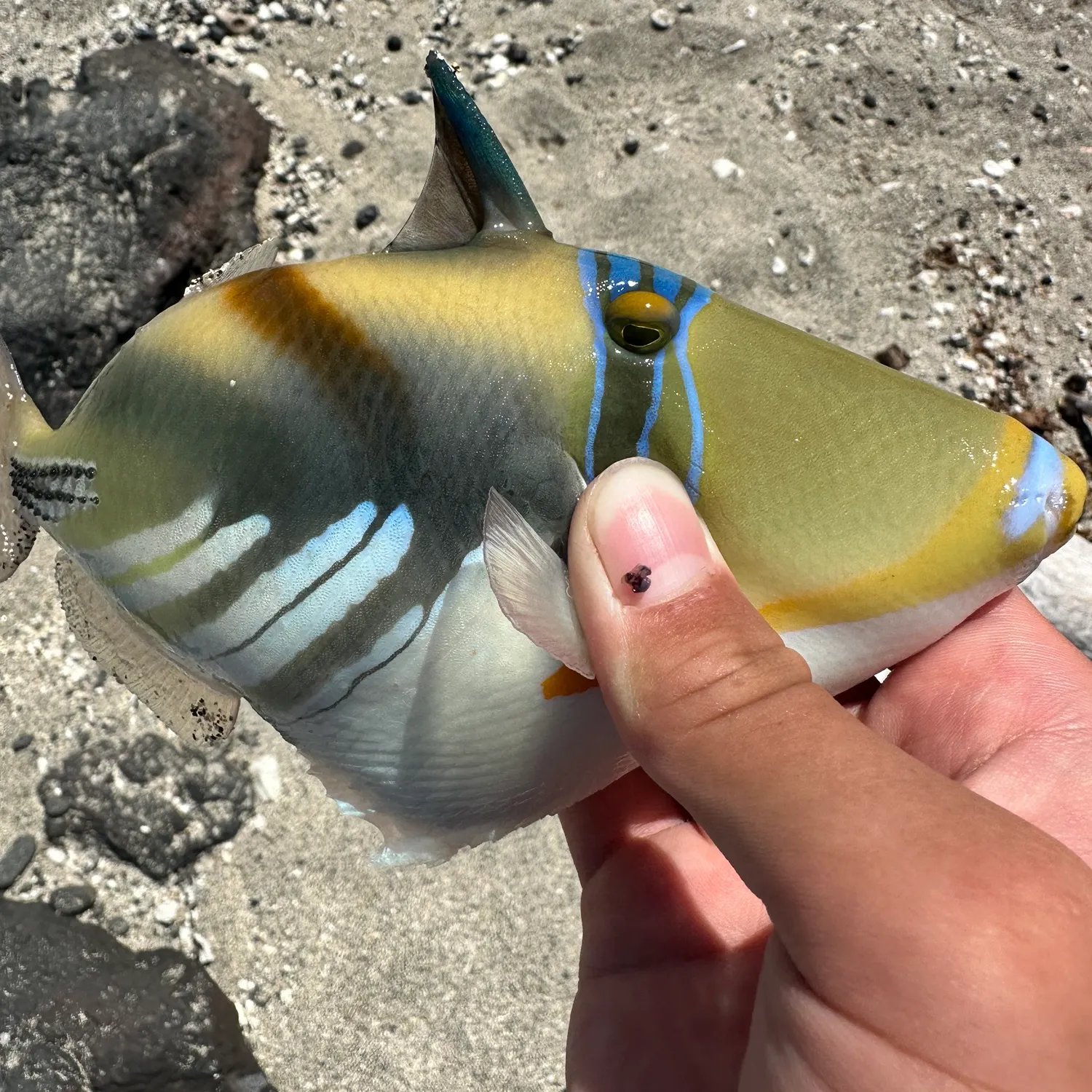 Wedge-tail triggerfish caught on Fishbrain
