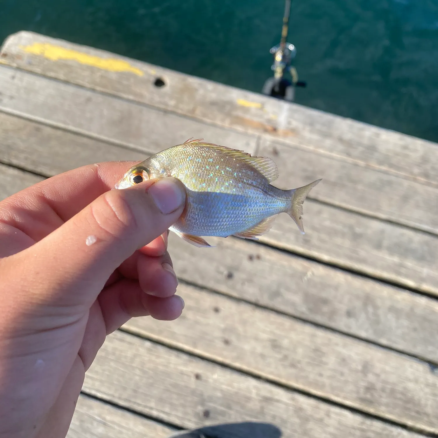 The most recent Australasian snapper catches on Fishbrain