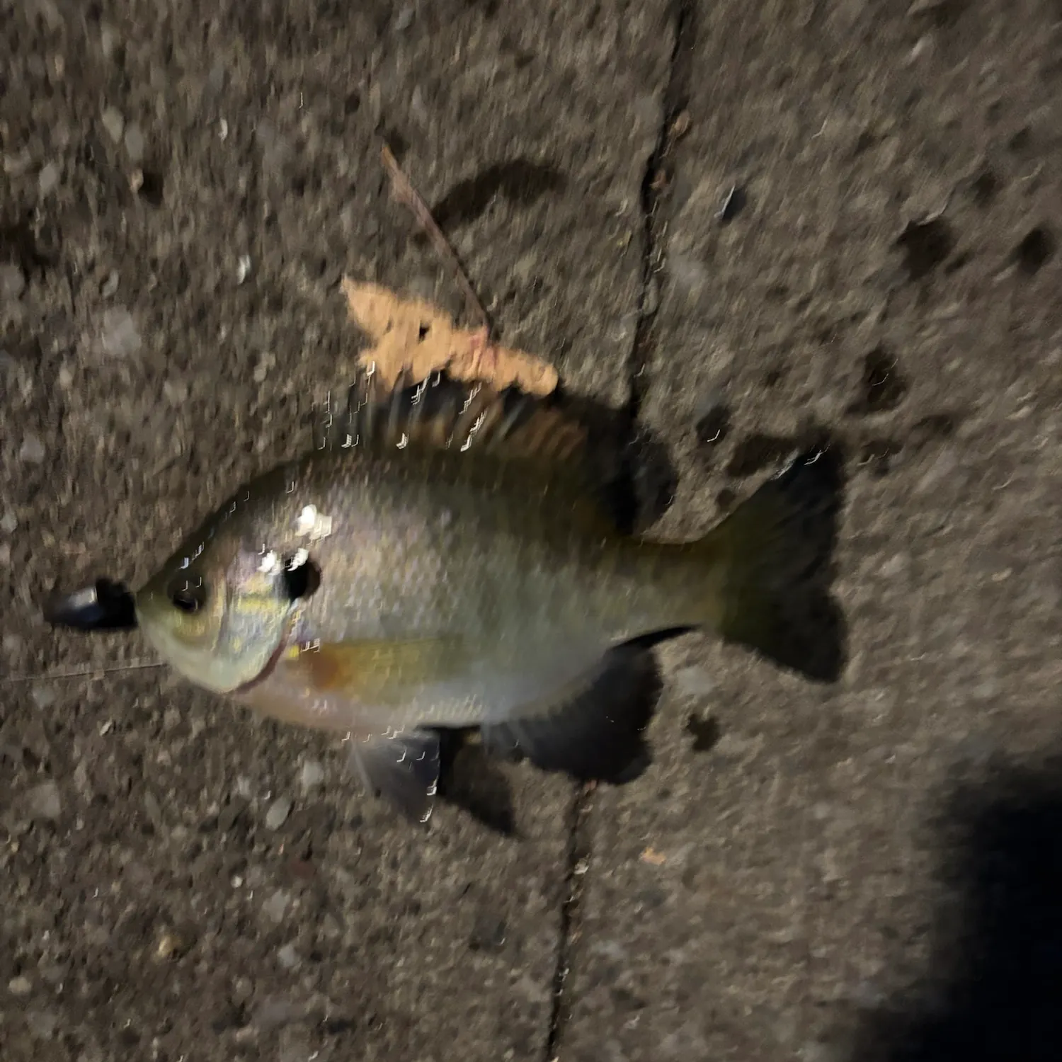 Bluegill caught on Fishbrain