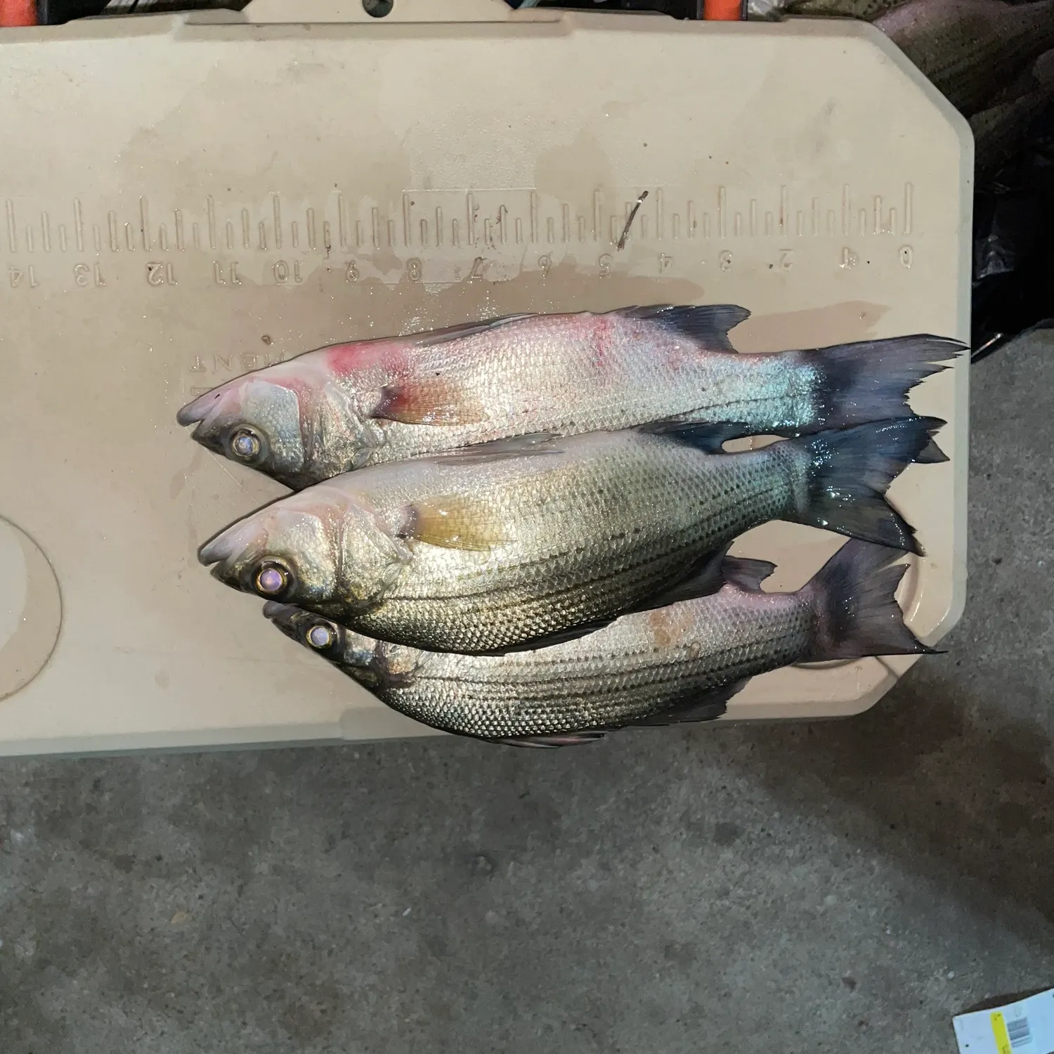 White bass caught on Fishbrain