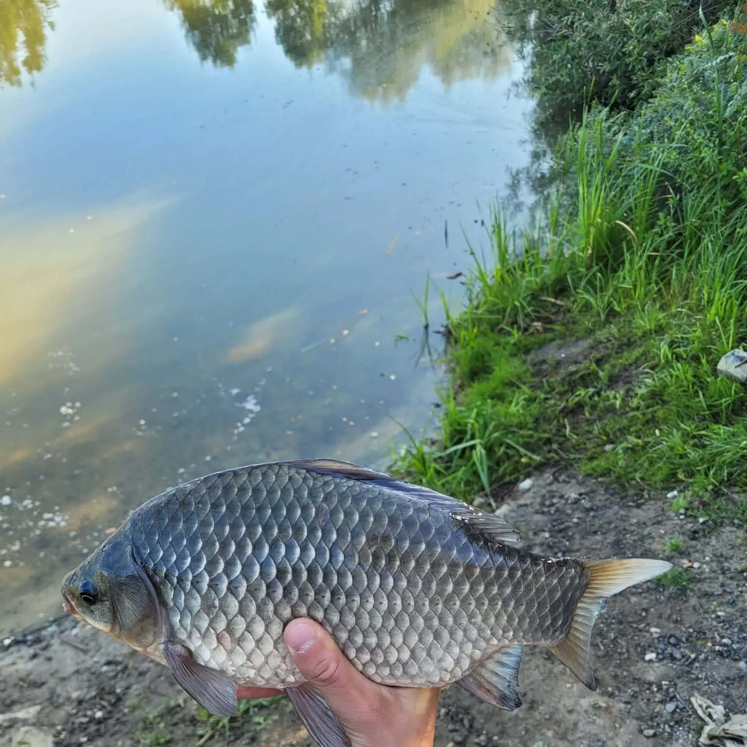 Fish caught on Fishbrain
