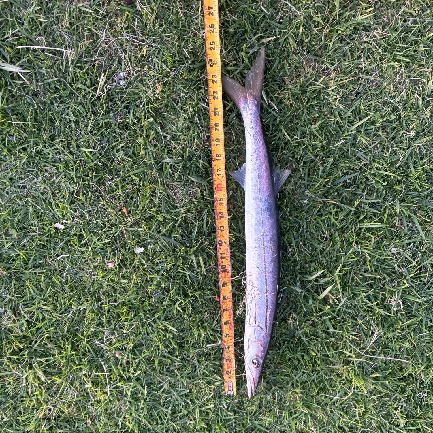 The most recent Pacific barracuda catches on Fishbrain