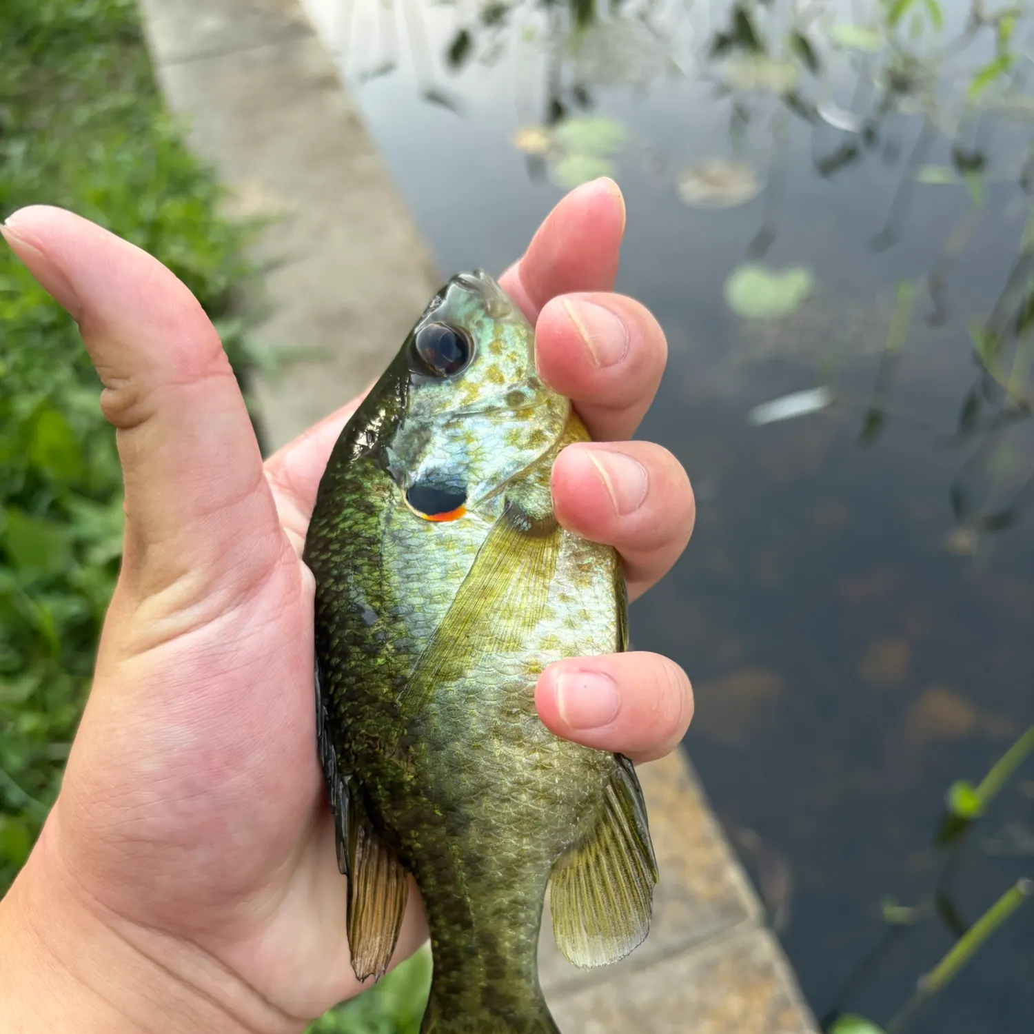 Redear sunfish caught on Fishbrain
