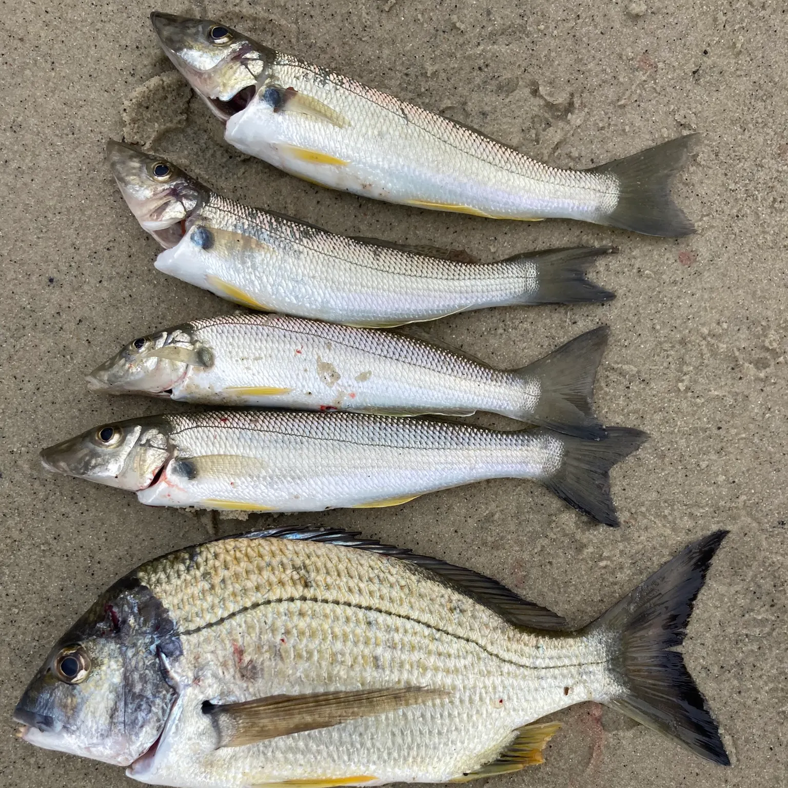 recently logged catches