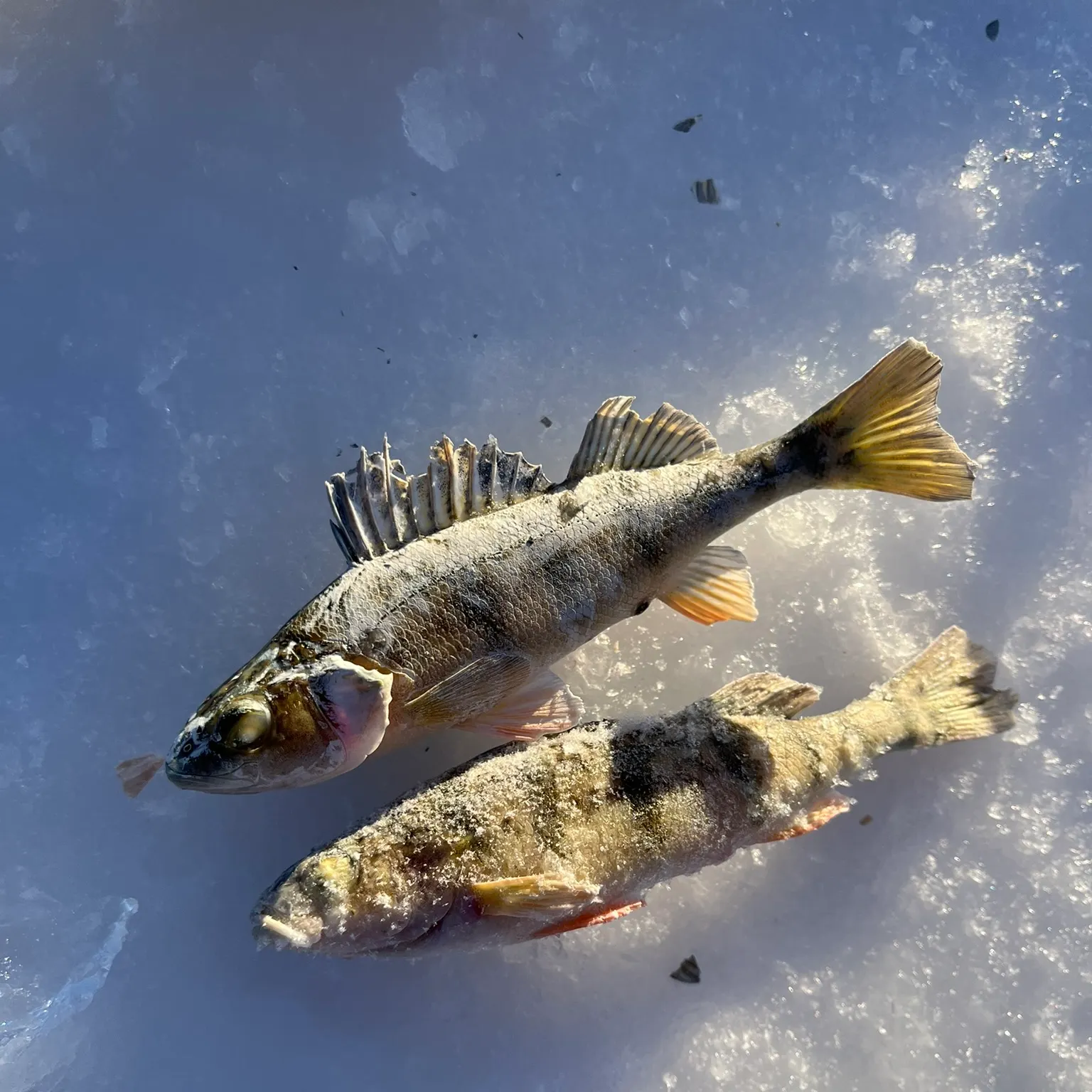 recently logged catches