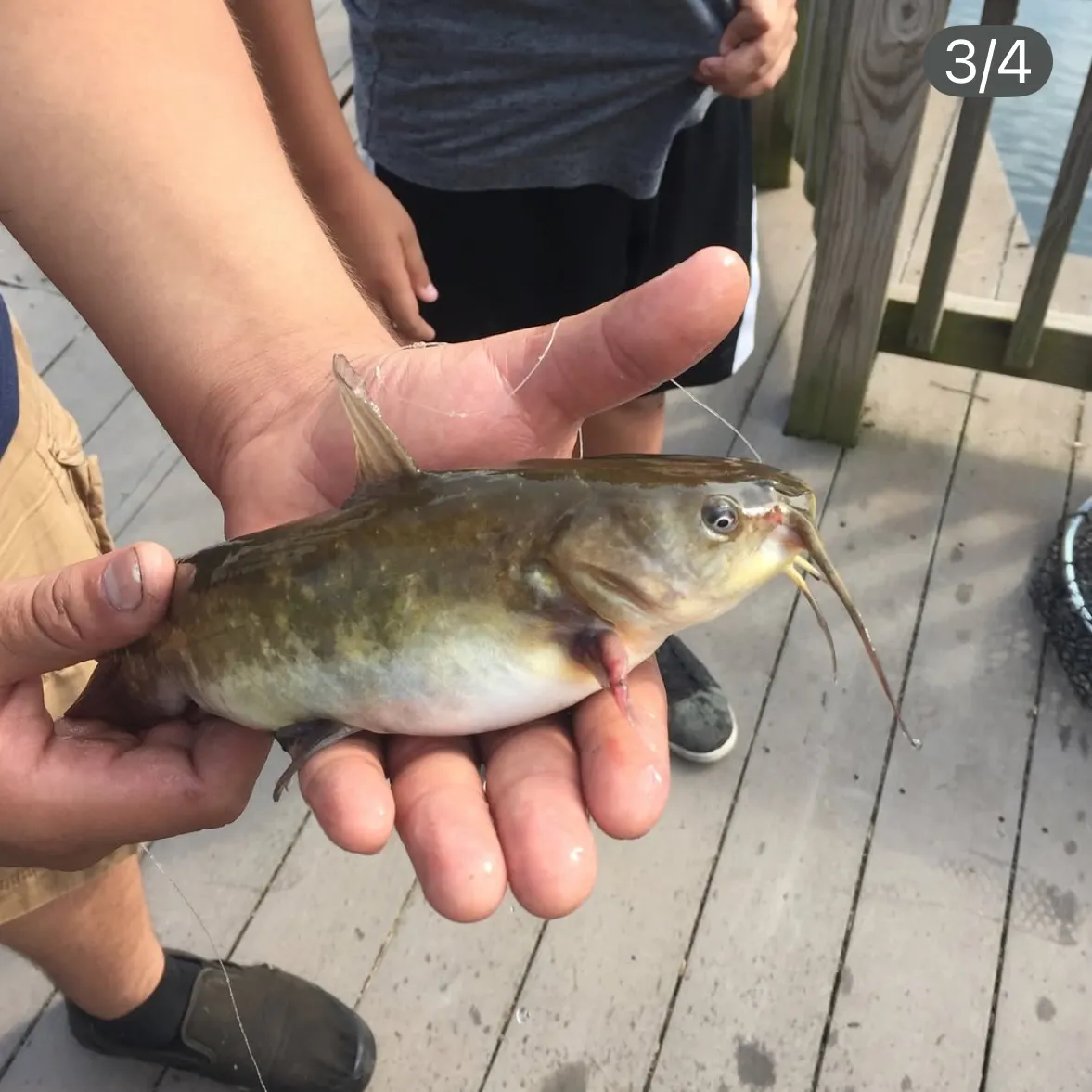 Yellow bullhead caught on Fishbrain