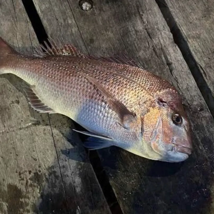 The most recent Australasian snapper catches on Fishbrain