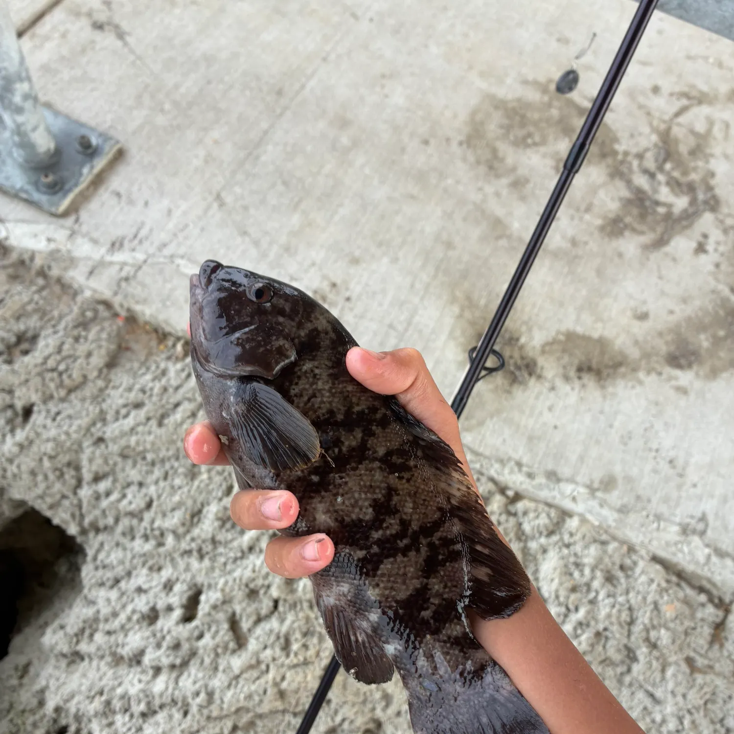 The most recent Tautog catches on Fishbrain